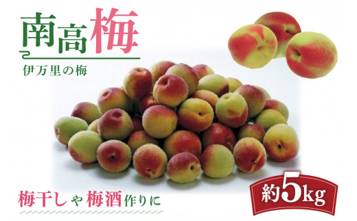 伊万里の梅 南高梅 5kg入り 003-B967 - 佐賀県伊万里市｜ふるさと