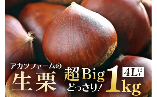 アカツファームの生栗 超特大 メガマロン 4Lサイズ以上 1kg 栗 笠間 栗 くり 生栗 特大 大きい 大粒 国産 国産栗 和栗 甘栗 栗ご飯 栗きんとん  栗おこわ 甘露煮 マロン 秋 旬 おやつ スイーツ きんとん 保存料不使用 無添加 ギフト 茨城県 笠間市 -