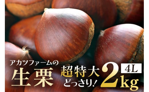 アカツファームの生栗 超特大 4Lサイズ 2kg 栗 笠間 栗 くり 生栗 特大 大きい 大粒 茨城 国産 国産栗 和栗 甘栗 栗ご飯 栗きんとん 栗おこわ  甘露煮 マロン 秋 旬 おやつ スイーツ きんとん 冷蔵 保存料不使用 無添加 ギフト 茨城県