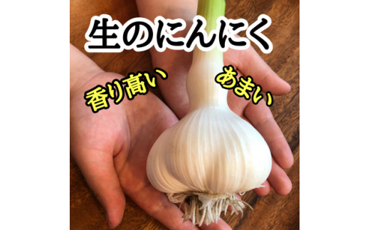 月1000箱即完売＞青森産「にんにくの王様白玉王」生にんにく20玉＜令和7年6月より順次発送＞【1529083】 - 青森県十和田市｜ふるさとチョイス  - ふるさと納税サイト