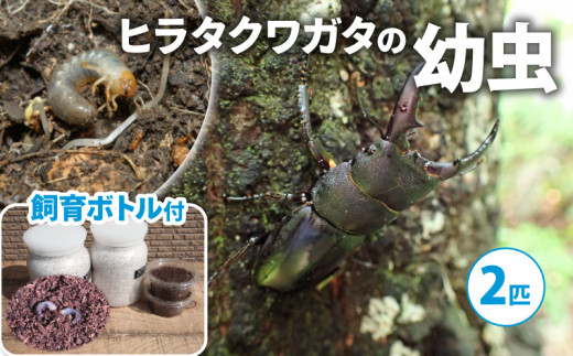 配送期間：2025年6月下旬～8月上旬】カブトムシ (成虫) オスメス1ペア飼育セット付 ( 昆虫 飼育観察 自然採集 大型カブトムシ M～Lサイズ  夏休み 自由研究 生き物 自然環境学習 プレゼント 贈り物 ギフト ) - 京都府｜ふるさとチョイス - ふるさと納税サイト