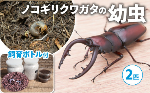 【配送期間：2025年1月下旬～4月上旬】カブトムシ(幼虫6匹) 飼育セット付き ( 飼育観察 カブトムシ 夏休み 自由研究 生き物 自然環境学習  プレゼント 贈り物 ギフト ) - 京都府｜ふるさとチョイス - ふるさと納税サイト