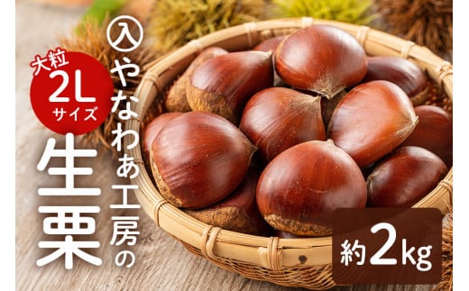先行受付】入 やなわぁ工房の生栗 2L 約 2kg 品種おまかせ 農薬