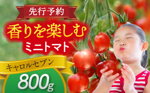 ymszys\z _N10菇^ ~jg}g(LZu)800g g}g  VN Ԍg}g s / АΌ_ [AEBG005]