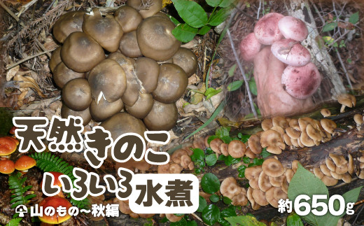 【期間・数量限定 先行受付】天然きのこいろいろ水煮 60P3209 - 秋田県大館市｜ふるさとチョイス - ふるさと納税サイト