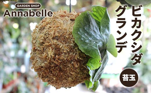 FK7-0193 ビカクシダ グランデ 苔玉 観葉植物 苔玉 植物 プラント 園芸