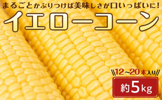 とうもろこし イエローコーン 約5kg ( 12 ～ 20本 ) - 香川県坂出市｜ふるさとチョイス - ふるさと納税サイト