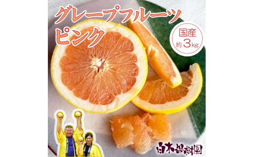 新鮮 ピンクグレープフルーツ 48玉 楽天市場】グレープフルーツ（品種（グレープフルーツ）ピンク