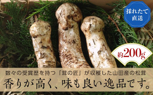 茸の匠」が採る 三陸山田産松茸約200g【芳賀榮三きのこ園】岩手県山田 