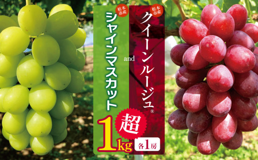 信州 大粒シャインマスカット＆希少クイーンルージュ®︎順次発送 【8月