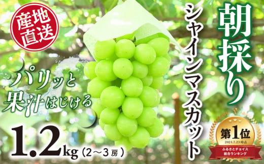 2025年収穫分先行予約】 産地直送 厳選 シャインマスカット 1.2kg 2 ~ 3房 おすすめ 人気 予約 山梨県 産地直送 フルーツ ブドウ  果物 ぶどう シャイン マスカット くだもの お届け 国産 葡萄 先行予約 贈答 新鮮 - 山梨県大月市｜ふるさとチョイス - ふるさと納税サイト