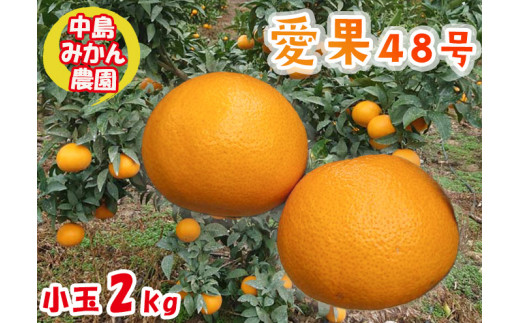 miwa愛媛中島産愛果48号 希望の島 愛果48号 家庭用 2kg 愛媛 中島産 | 愛媛県松山市 | ふるさと
