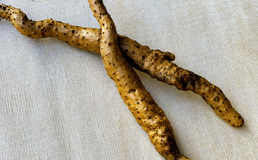 yØa쒬z͔|ԒA_Ew엿sgpR(500g[1`3{])y1532197z