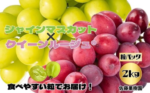 No.5657-4027]シャインマスカットとクイーンルージュ® 粒 合計約2kg (約500g×4パック)  《佐藤果樹園》□2024年発送□※9月中旬頃～10月下旬頃まで順次発送予定 - 長野県須坂市｜ふるさとチョイス - ふるさと納税サイト