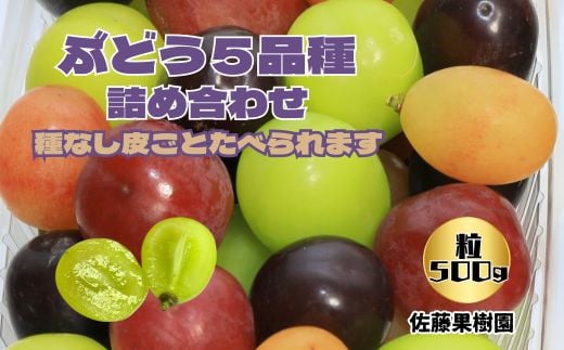 ふるさと納税 ショップ 【2023年6月下旬〜順次発送】中村オリジナルぶどう園の皮ごと食べられるぶどう おまかせ3種詰め合わせ※発送前のご連絡につい..  大阪府河内長野市