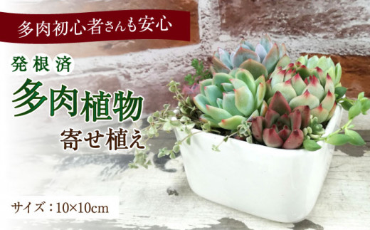 多肉植物の寄せ植え （10×10cm） 多治見市 / 多肉SHOP KATIE 多肉ショップ ケイティ 観葉植物 多肉 植木鉢 [TGF001] -  岐阜県多治見市｜ふるさとチョイス - ふるさと納税サイト