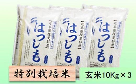 特別栽培米☆玄米30kg【ハツシモ】10Kg×3 [№5644-1367] - 岐阜県池田町｜ふるさとチョイス - ふるさと納税サイト