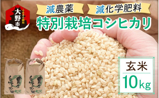 【先行予約】【令和6年産 新米】減農薬・減化学肥料の特別栽培コシヒカリ 玄米 10kg（5kg×2袋） 農家直送 福井県大野市産