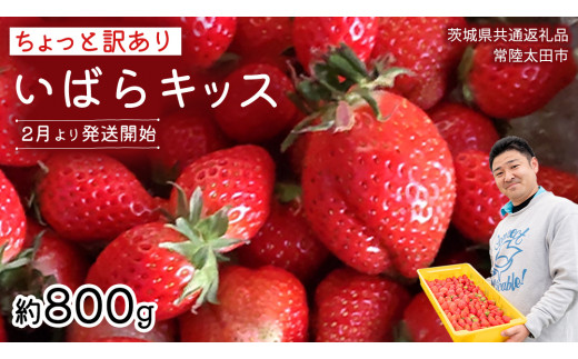 y錧vszy s\ zs ΂LbX tƖ󂠂 C`S Ղ800g ol s 2026N2ȍ~ ti錧ʕԗi^헤csj 󂠂   x Â 