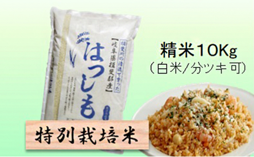 発送月固定定期便】【先行予約】岐阜県産ハツシモ(精米)10kg全2