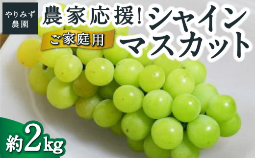 先行予約】やりみず農園 農家応援！ご家庭用シャインマスカット (約2kg 