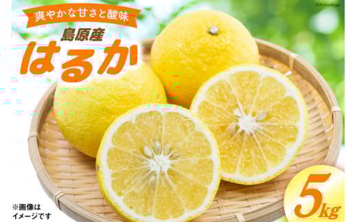 y茧szBD020 Xʎ́w ͂邩 x5kg [݂ ~J 5L ʕ Xʎ 茧 s]