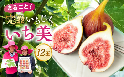 無花果（いちじく）多品種 コンパクトBOX 農薬不使用です 食品 無花果