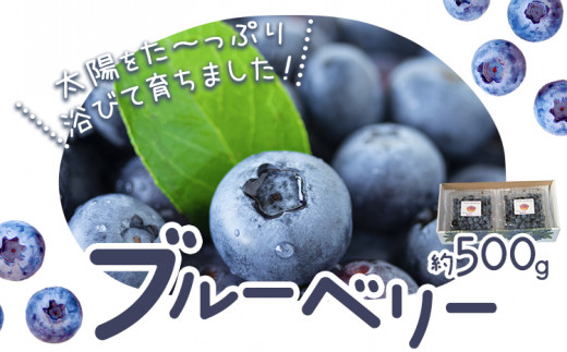 先行予約 ブルーベリー 約500g 《2026年6月上旬-8月下旬頃出荷予定