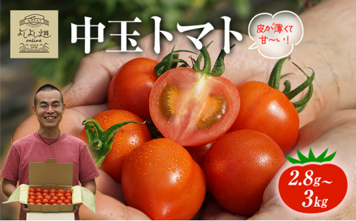yɌsz悵悵̂܁` g}g ( ʃg}g ) 2.8kg ` 3kg x VN Yn  Ƃ܂   Mtg 