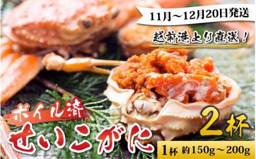 越前港より直送！ せいこがに（約150～200g）2杯※発送前に在宅確認の