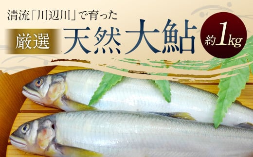 天然大鮎 約1kg あゆ アユ 魚 - 熊本県相良村｜ふるさとチョイス - ふるさと納税サイト