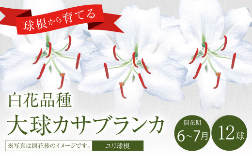 2024年10月上旬発送開始】ユリ球根 大球カサブランカ 12球 白花品種 花 フラワー 園芸 ガーデニング 植物 高品質 送料無料 -  宮崎県えびの市｜ふるさとチョイス - ふるさと納税サイト