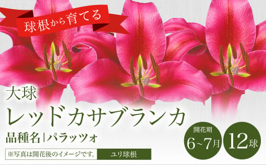 2024年10月上旬発送開始】ユリ球根 大球レッドカサブランカ 12球 パラッツォ 赤花品種 花 フラワー 園芸 ガーデニング 植物 高品質 送料無料  - 宮崎県えびの市｜ふるさとチョイス - ふるさと納税サイト