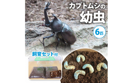 配送期間は2025年1月下旬～4月上旬に随時配送】カブトムシ（幼虫・6匹）飼育セット付 [№5299-0053] - 京都府南山城村｜ふるさとチョイス  - ふるさと納税サイト