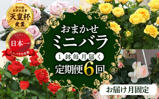 定期便】全6回 産地直送 ミニバラ鉢植 1鉢 × 6回 [お届け月固定] 種類おまかせ 四季咲き バラ 花 ガーデニング 生産量 日本一 天皇杯  ※沖縄 離島配送不可 薔薇 セントラルローズ - 岐阜県本巣市｜ふるさとチョイス - ふるさと納税サイト