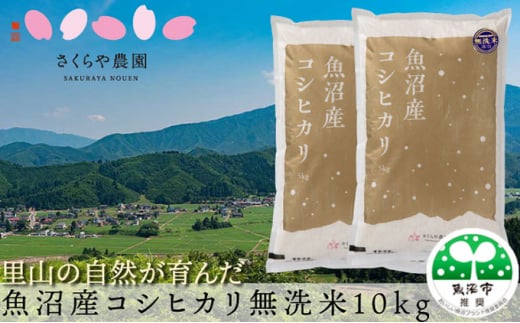 №5762-1164]【令和6年産 新米先行受付】【令和6年産】さくらや農園 魚沼産コシヒカリ 無洗米10kg（5kg×2袋） 米 こめ お米 コメ  こしひかり 無洗米 新潟県 魚沼市 魚沼 - 新潟県魚沼市｜ふるさとチョイス - ふるさと納税サイト