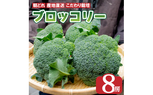 ブロッコリー 8本 2kg以上 野菜 やさい 国産 朝採れ 新鮮 旬 季節野菜 産地直送 鮮度抜群 サラダ スープ 味噌汁 鍋 シチュー カレー 和食  洋食 中華 ビタミン 美容 健康 冷蔵 お取り寄せ グルメ 送料無料 徳島県 阿波市 AWA Nature -