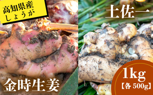 土佐市産生姜 種 20kg くわしく