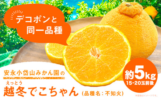 こはみかんページ 安永小岱山みかん園 越冬でこちゃん（ 不知火 ）5kg (15～20玉前後