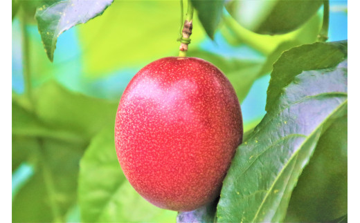 予約受付】【2026年7月～8月発送】パッションフルーツ - 東京都神津島