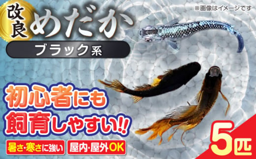 メダカ5匹（ブラック系） 改良メダカ めだか 生体 愛西市/株式会社プロスパージャパン [AEAK003] - 愛知県愛西市｜ふるさとチョイス -  ふるさと納税サイト