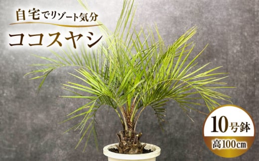 ココスヤシ 10号鉢 庭木 観葉植物【南国リゾートガーデンに人気】 ヤシの木 植木鉢 グリーン 岐阜市/マツダクリエイト [ANBC001] -  岐阜県岐阜市｜ふるさとチョイス - ふるさと納税サイト