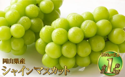 岡山県産 シャインマスカット 晴王 1房 約600g 【2024年8月下旬～10月上旬迄発送予定】 岡山 大粒 たねなし マスカット 果物 くだもの  フルーツ ぶどう ブドウ 葡萄 人気 - 岡山県奈義町｜ふるさとチョイス - ふるさと納税サイト