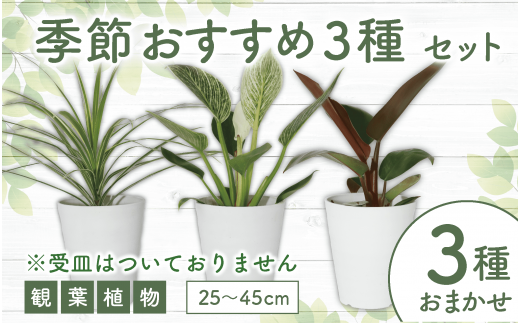 【観葉植物】店主におまかせ！季節おすすめ3種セット4号鉢×3(Green Base/014-1510) 南国鹿児島県で育った 観葉植物！植物 鉢付  インテリア 室内 オフィス おしゃれ プレゼント ギフト 開店祝い 移転祝い マイナスイオン【配送不可地域：北海道・沖縄県 ...