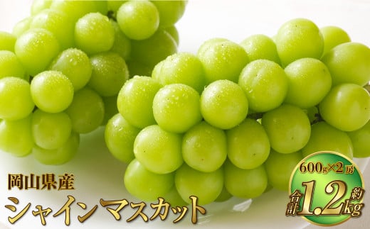 岡山県産 シャインマスカット 晴王 約1.2kg（600g×2房） 【2024年8月下旬～11月下旬迄発送予定】 果物 くだもの フルーツ ぶどう  ブドウ 葡萄 マスカット - 岡山県奈義町｜ふるさとチョイス - ふるさと納税サイト