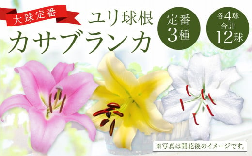 2024年10月上旬発送開始】ユリ球根 カサブランカ 3種 各4球 合計12球 球根 大球定番 (カサブランカ・ゴールデンカサブランカ・ピンク カサブランカ) 花 フラワー セット 園芸 ガーデニング 植物 高品質 送料無料 - 宮崎県えびの市｜ふるさとチョイス - ふるさと納税サイト