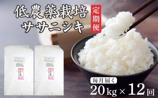 毎月定期12回】令和6年産 新米 低農薬栽培 ササニシキ 20kg - 岩手県  
