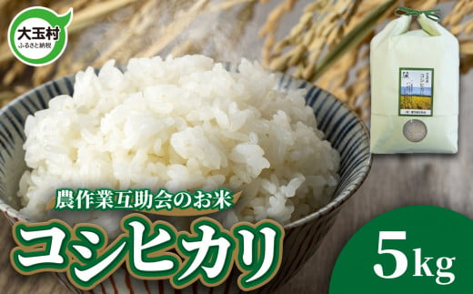 米 5kg コシヒカリ 令和6年 新米 ｜ 福島県 大玉村 農作業互助会 白米 コメ こめ ごはん 米作り 精米 令和6年産 2024年産 ｜  gj-kh05-R6 - 福島県大玉村｜ふるさとチョイス - ふるさと納税サイト