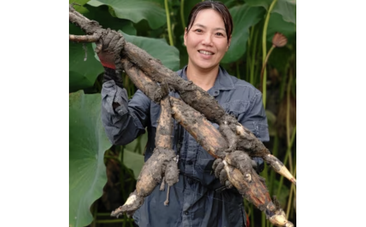 yޗǌRYzy͔|Ԓ_sgpzޗǌRYY @肽ēytRlߍ킹1.8kg