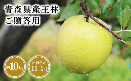 2025年産 11月～1月発送 贈答用王林10kg【青森県 平川市 そと川
